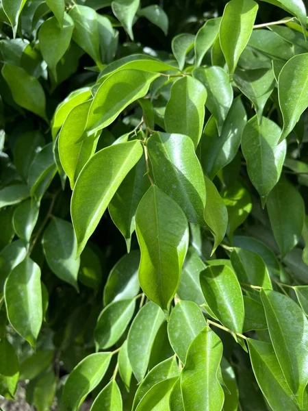 Green Banyan Leaf Nature Garden — Foto Stock