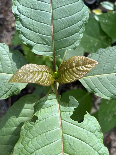 Korth Cottage Deixa Flores Kratom Crescendo Natureza São Viciantes Médicos — Fotografia de Stock