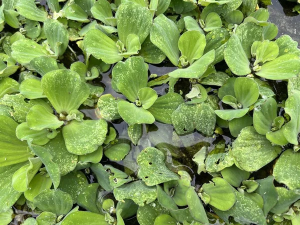 Close Duckweed Fish Pond — Stock Photo, Image