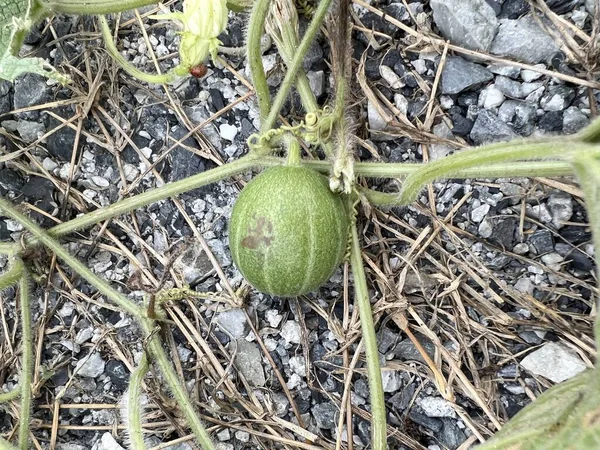 Bryonia Laciniosa Fruit Nature Garden — Stock Fotó