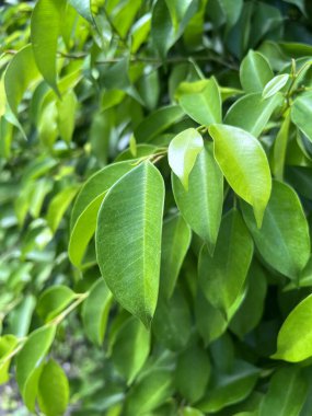 Green banyan leaf in nature garden
