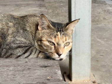 Büyük gözlü bir kedi.