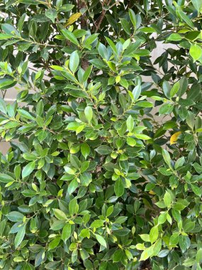 Green banyan leaf in nature garden