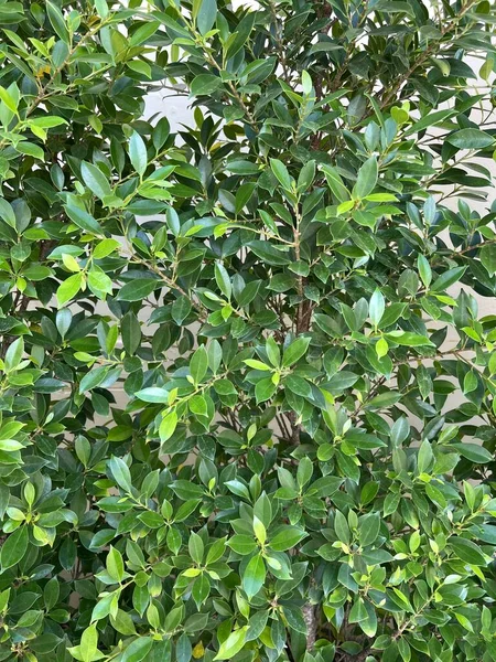 Green banyan leaf in nature garden