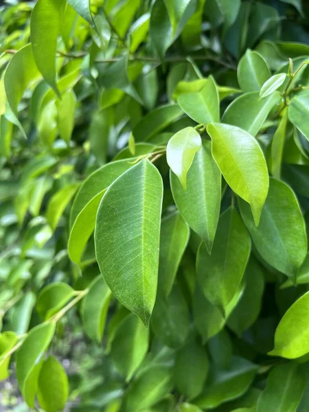 Green Banyan Leaf Nature Garden — Foto Stock