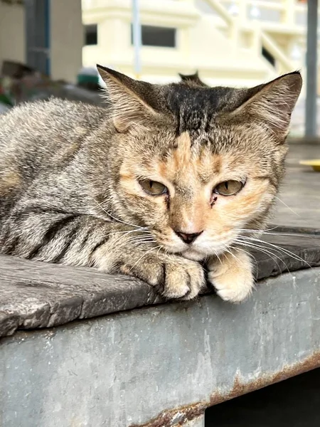 Katze Mit Großen Augen — Stockfoto