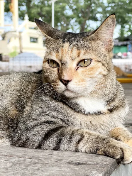 portrait of cute cat outdoors in the street
