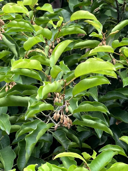 Mimusops elengi flower in nature garden