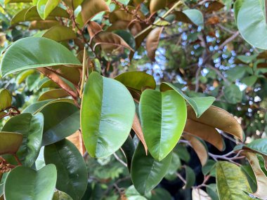 green Chrysophyllum cainito leaves in the garden