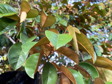 green Chrysophyllum cainito leaves in the garden