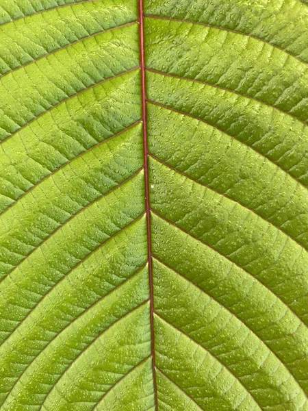 Green Teak Leaf Texture Background — ストック写真