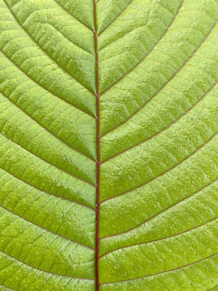 Gröna Blad Ett Träd Trädgården — Stockfoto