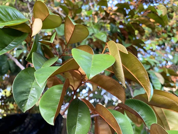 Green Chrysophyllum Cainito Leaves Garden — Foto de Stock