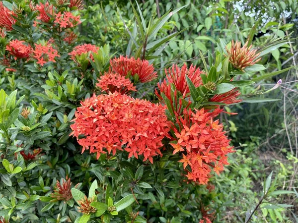 Beautiful Ixora Flowers Garden — Stock Fotó
