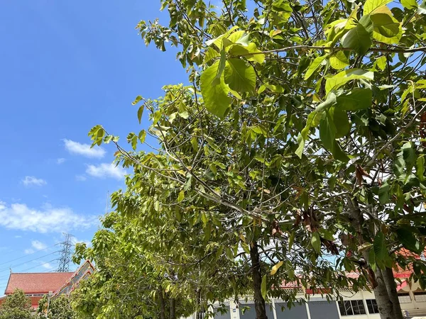 Green Dipterocarpus Alatus Leaves Tree — Stockfoto