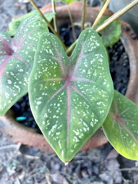 Close Green Caladium Bicolor Plant — Stok Foto