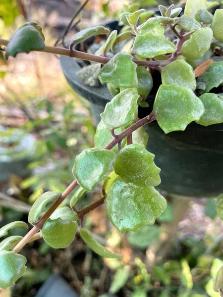 Green Dischidia Leaves Garden — Stock Fotó