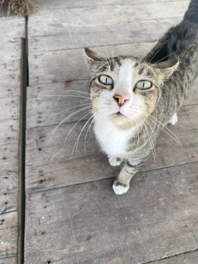 close up cat on the street