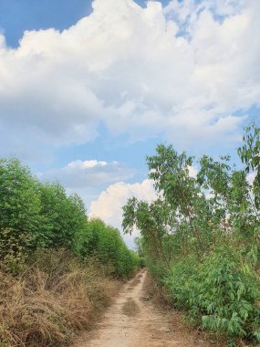close up road in the forest