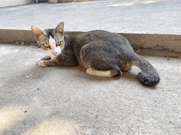 Kucing Berbaring Jalan — Stok Foto