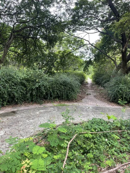 Ormanda yeşil ağaçlar