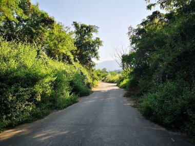 close up road in the forest