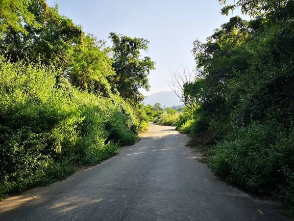close up road in the forest