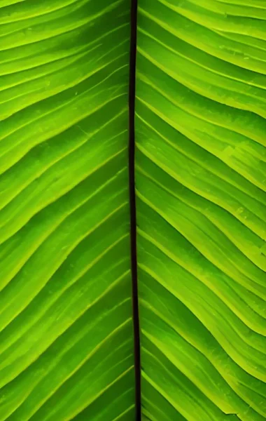 Friss Zöld Levél Textúra Háttér — Stock Fotó
