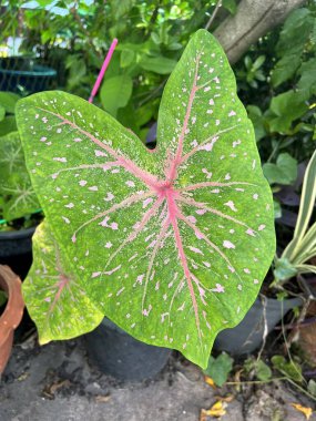 Caladium, Caladium Bicolor Vent or Caladium bicolor or pink caladium