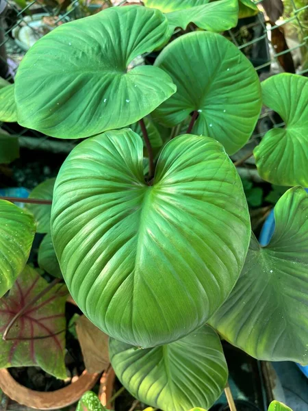 Green Leaf Giant Alocasia Cucullata Garden — Photo