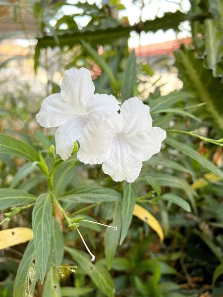 White Ruellia Tuberosa Flowers Garden — Stock Photo, Image