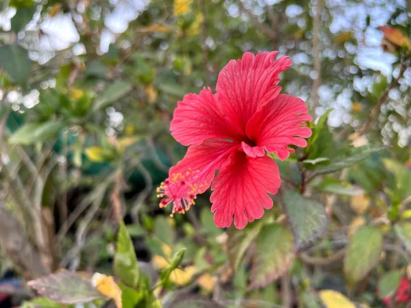 Mooie Rode Hibiscus Bloem Tuin — Stockfoto