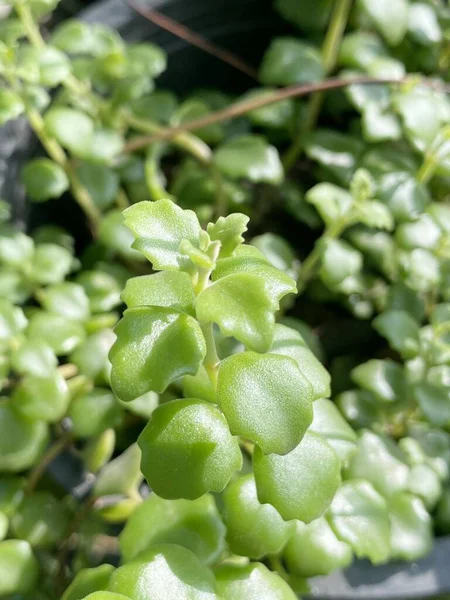 Beautiful Green Dave Pot Beautiful Ivy Flower Pot — Foto Stock