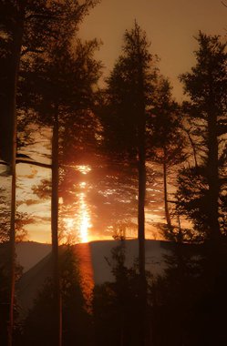 Rays of sunlight in a misty autumn forest - 3d illustration