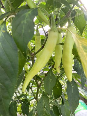 Bitki üzerinde yeşil biber.