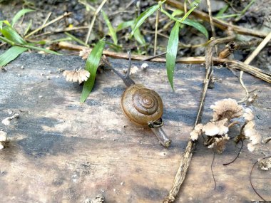 snail crawling from the top.