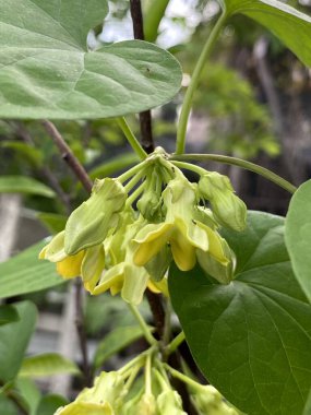 green Cowslip creeper flower of a plant