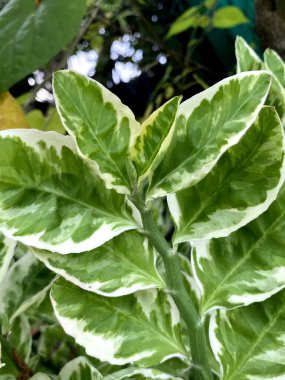 green Euphorbia tithymaloides leaves of a plant in the garden