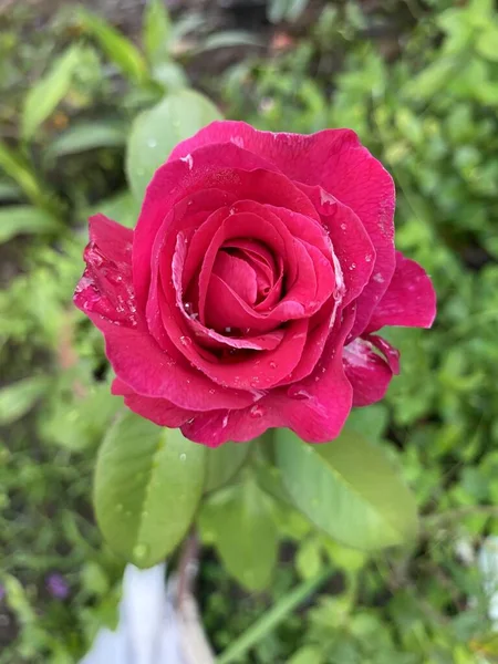 Червона Троянда Саду Влітку — стокове фото