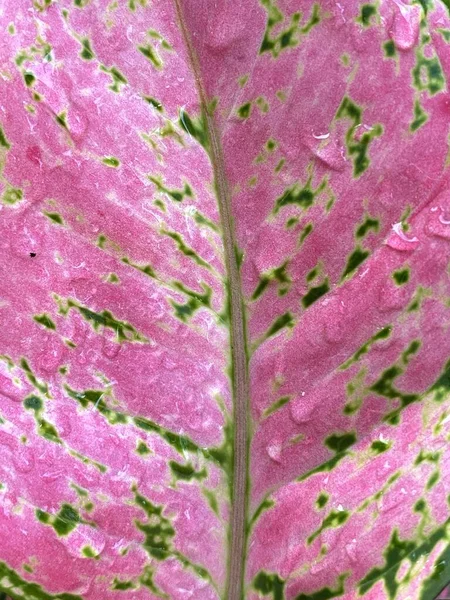 Close Purple Pink Aglaonema Leaf — Stock Fotó