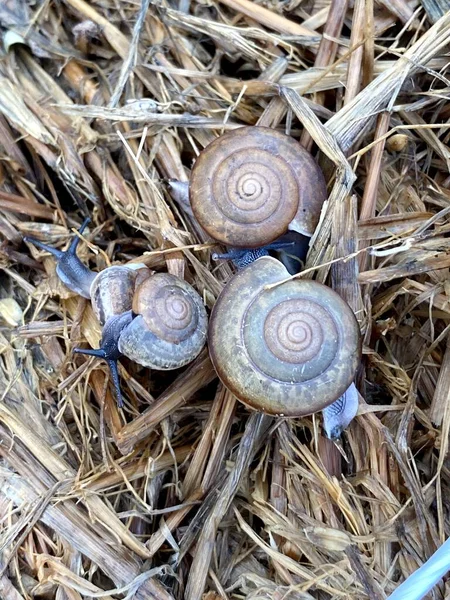 Close Snail Ground — Photo