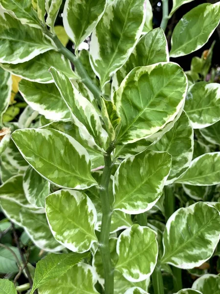 Green Euphorbia Tithymaloides Leaves Plant Garden — Stok Foto