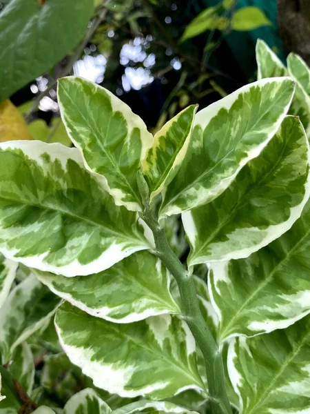 Green Euphorbia Tithymaloides Leaves Plant Garden — 스톡 사진