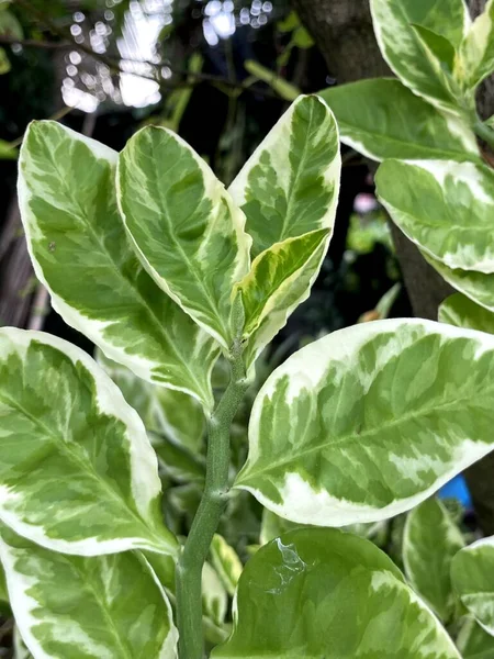 Green Euphorbia Tithymaloides Leaves Plant Garden — Stok Foto