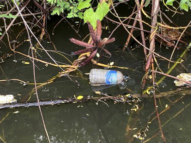 plastic bottle on water in forest Thailand