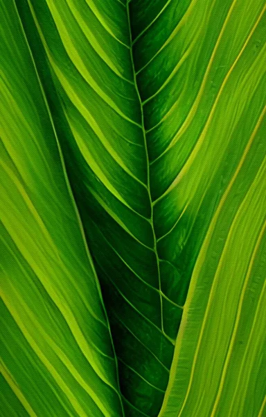 Färska Gröna Blad Textur Bakgrund — Stockfoto