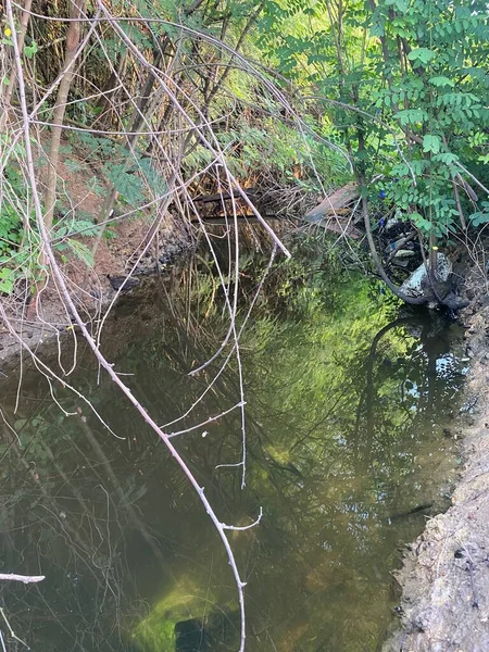 Ormanın güzel manzarası