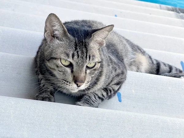 Gato Telhado — Fotografia de Stock