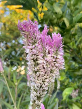 beautiful celosia argentea flowers growing in nature in spring garden