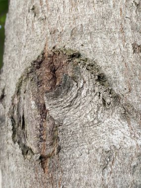 Bir ağaç kabuğuna yakın.